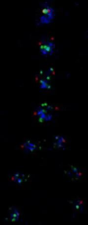 Cell division, Mitosis – chromosome segregation: Green: telomeres (chromosome ends); Blue: chromosome body where condensed; Red centrosomes (pole bodies that pull chromosome into daughter cells)