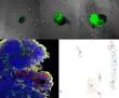 Three-dimensional in vitro modelling of foetal blood cell development