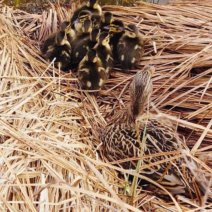 ducklings in the Brunel pond