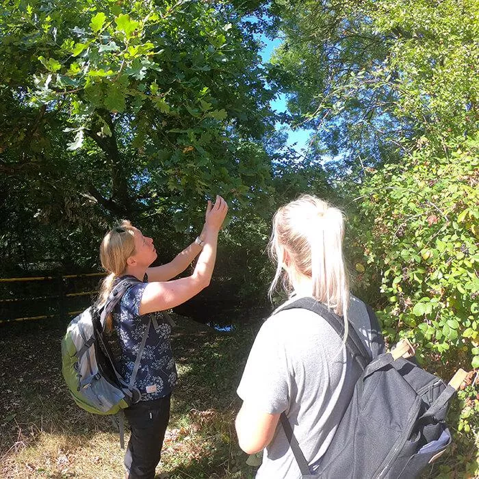 UK field trip - looking for gall wasps near River Pinn