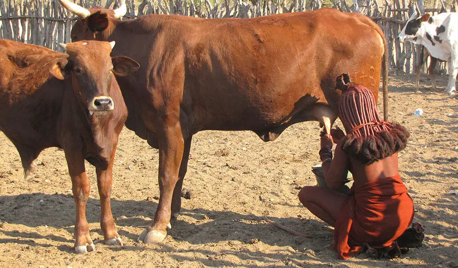 Himba_milking_shutterstock_46815352_920x540