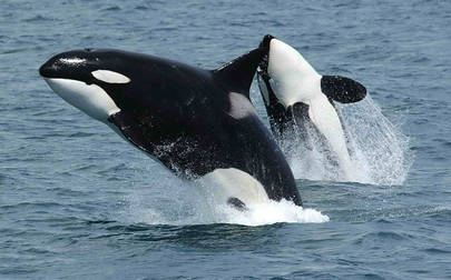 image of Toxic banned chemicals exceed safe thresholds in UK orcas