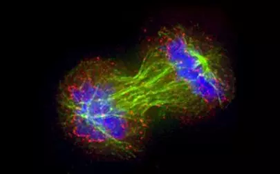 image of Cell division study opens new leads against cancer