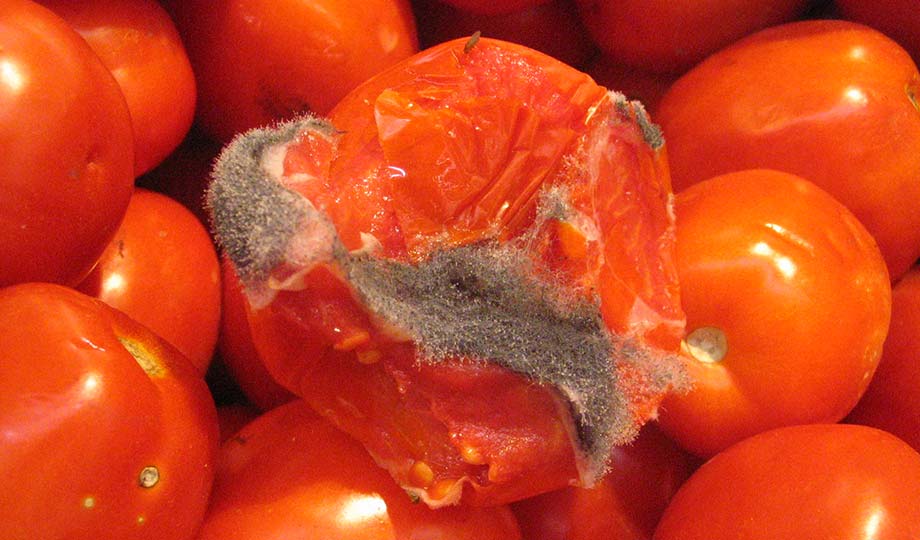 The six common types of disgust that protect us from disease revealed