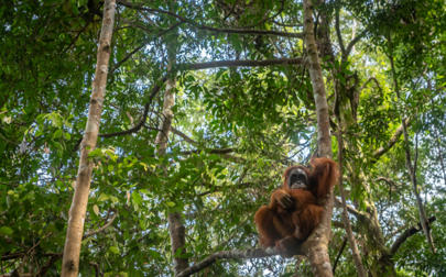 image of Closer scientific collaboration needed to save orangutan, say leading experts
