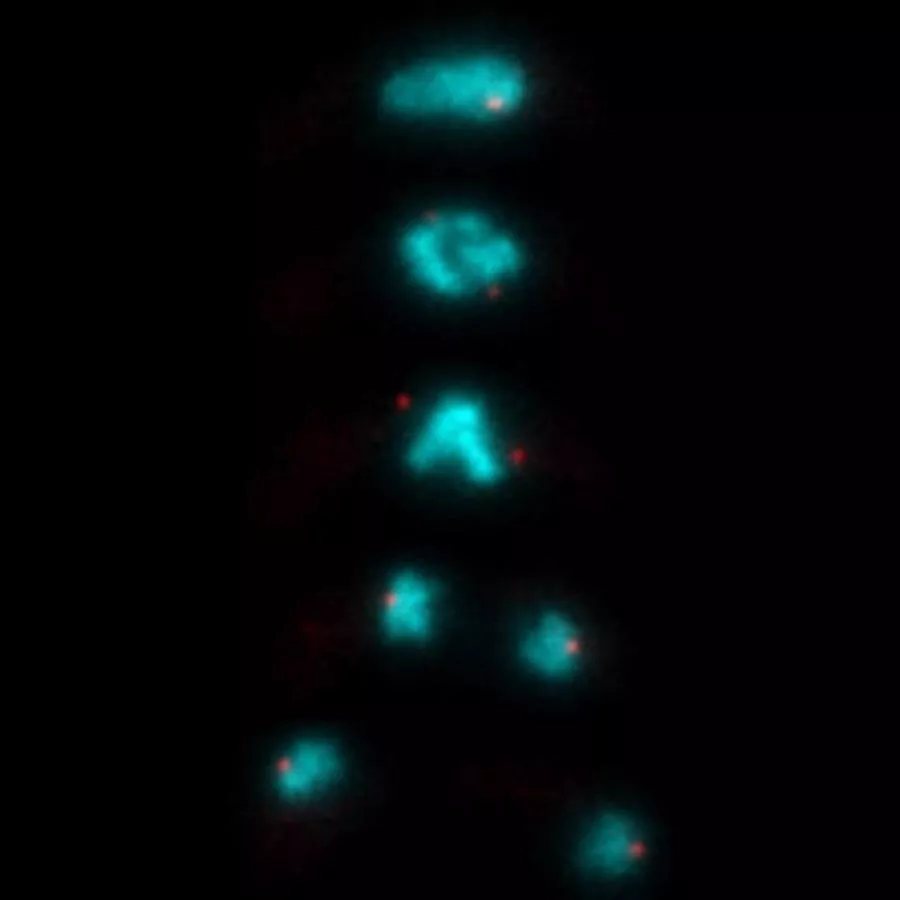 Meiosis I – separation of homologous chromosomes (from parents); Cyan: chromosomes; Red: centrosomes