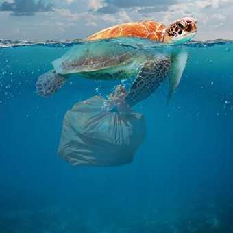turtle with plastic bag trapped on its fin
