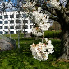 Campus Spring at the Mary Seacole Building