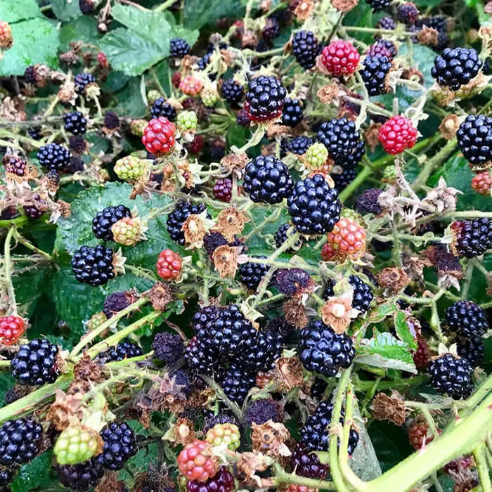 Blackberries on campus