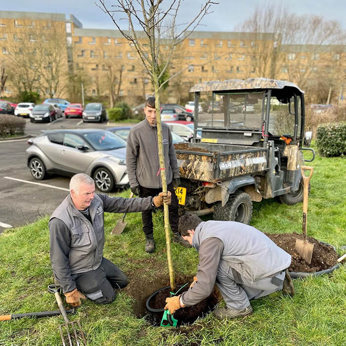 Grounds team planting tree on campus