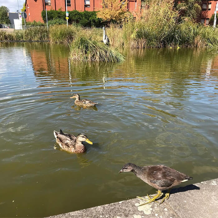 Heron and ducks in the campus pond