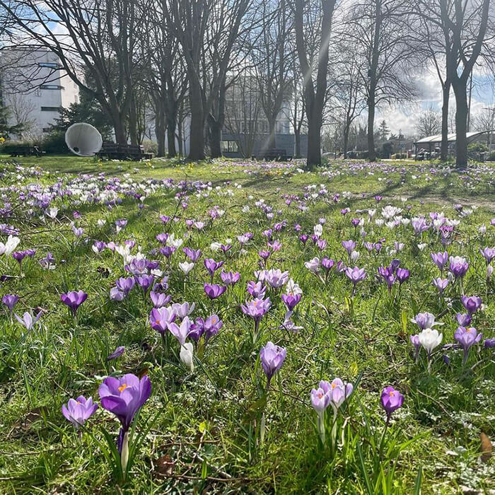 John Crank garden in the spring