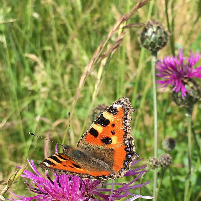 Wildflower meadow on campus