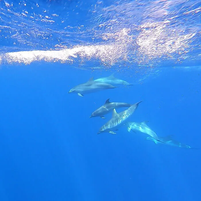 Tenerife field trip - Atlantic spotted dolphins