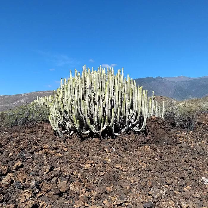 Tenerife field trip - euphorbia canariensis at Malpais ge Guimar