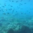 Tenerife field trip - fish congregaring under the boat