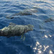 Tenerife field trip - shirt fin pilot whales
