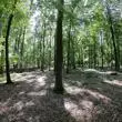 UK field trip - Dockey Wood at Ashridge
