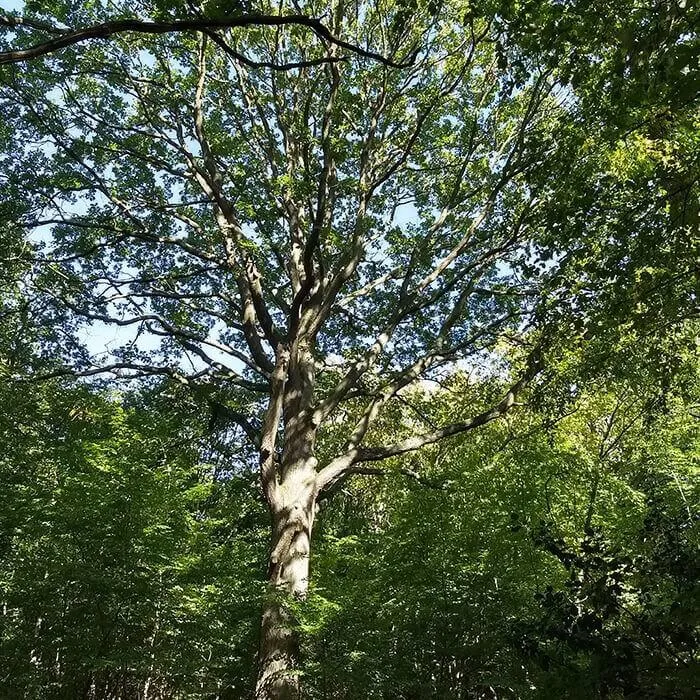 UK field trip - tree canopy in Ruislip Woods