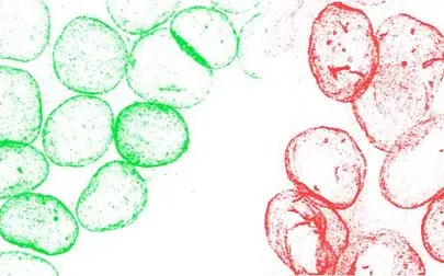 image of 10th Nuclear Envelope and Chromatin Organisation Meeting