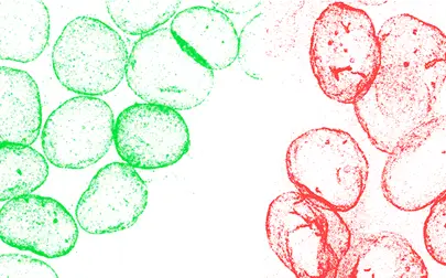 image of 11th Nuclear Envelope and Chromatin Organisation Meeting