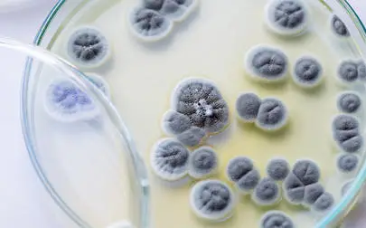 image of Myth about how science progresses is built on a misreading of the story of penicillin