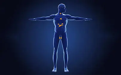image of New risk rating system proposed for endocrine-disrupting chemicals
