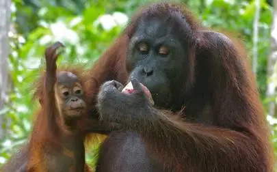 image of New study explores causes of and solutions to orangutan killing