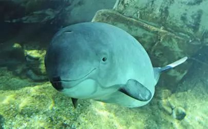 image of Porpoises harmed by even 'safe levels' of chemicals