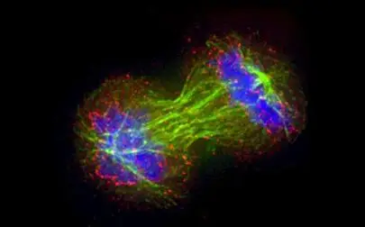 image of Cell division study opens new leads against cancer