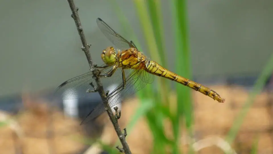 dragonfly960