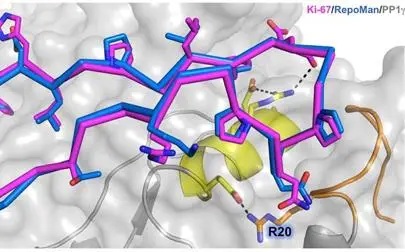 image of New targets to attack aggressive cancer