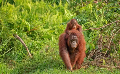 image of Aapje Aram and the construction of reality in orangutan conservation
