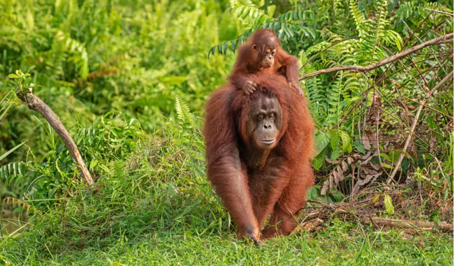 paul thung orangutans 920x540