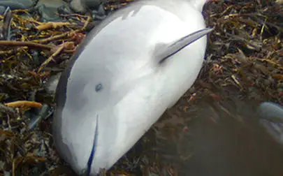 image of Baby porpoises carry more toxic chemicals than mothers