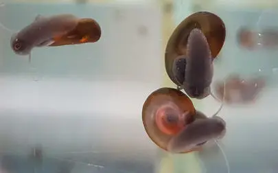 image of Hormone clue to snail shells' spiral