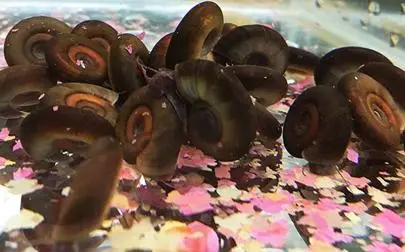 image of Snail genome analysis could help eliminate transmission of deadly parasitic disease