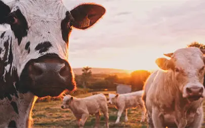 image of Apocalypse Cow: documentary's vision for the future of food could leave farming in the past