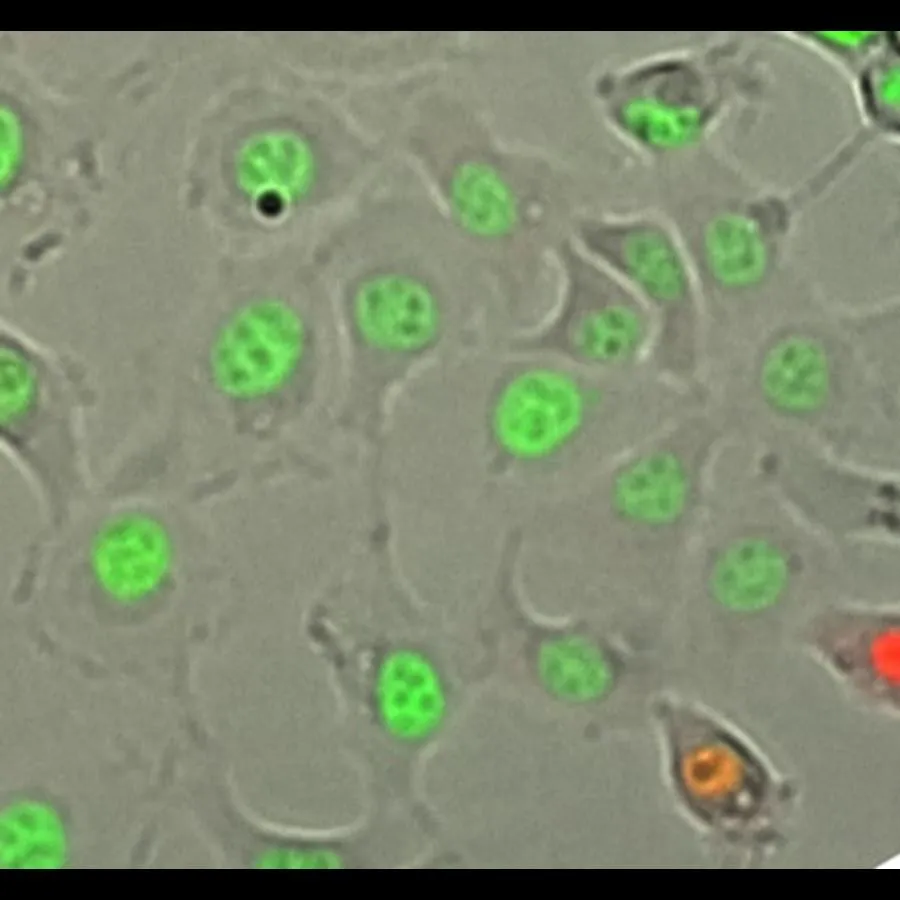Transduced human cells: Green stains nuclei in which chromosomes are modified by the viral vector.