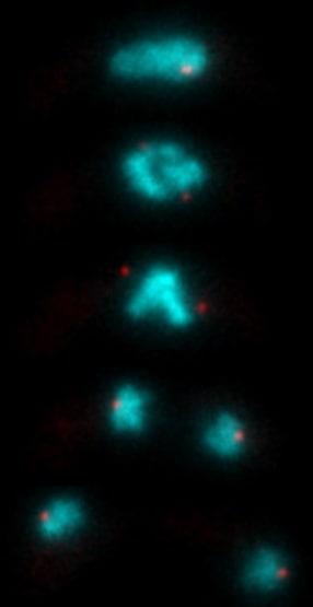 Meiosis I – separation of homologous chromosomes (from parents); Cyan: chromosomes; Red: centrosomes