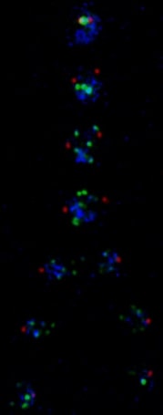 Cell division, Mitosis – chromosome segregation: Green: telomeres (chromosome ends); Blue: chromosome body where condensed; Red centrosomes (pole bodies that pull chromosome into daughter cells)