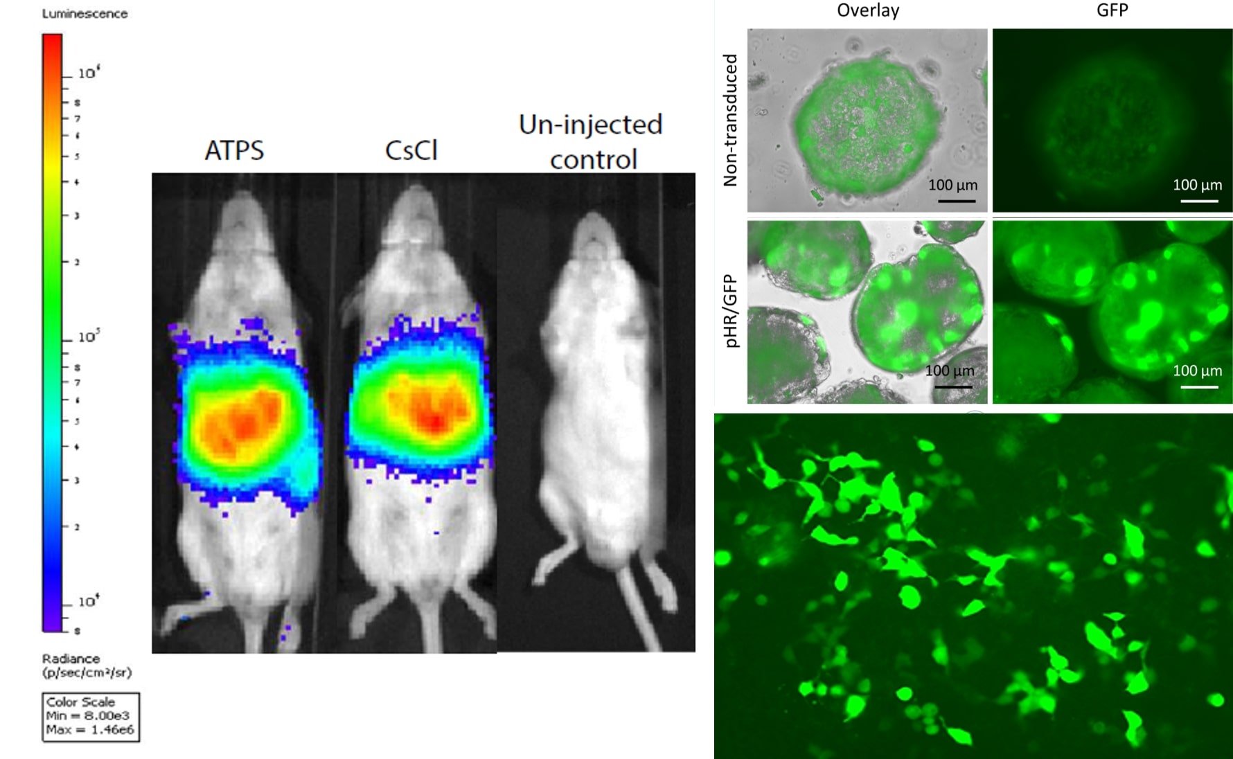 In our lab, we use test the safety of viruses for gene therapy. These viruses have been manipulated so they do not give the normal illness but can be used to treat diseases. Our virus makes cells fluoresce green so we can see if the virus is working properly. In the first picture, we injected mice with a virus purified in two different methods to test if our method (ATPS) was effective. The top right picture shows cells we grew as 3D mini livers and the bottom right picture shows stem cells we grew. Both of these cells infected well with the virus meaning we can use these cells to test the safety of these viruses.