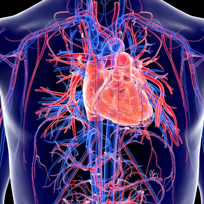 human body