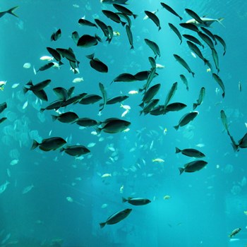 fish in ocean