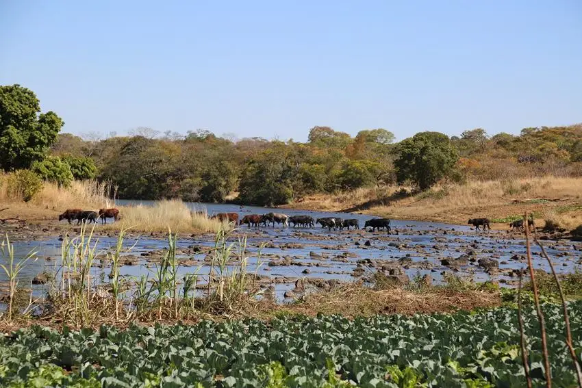 African nature