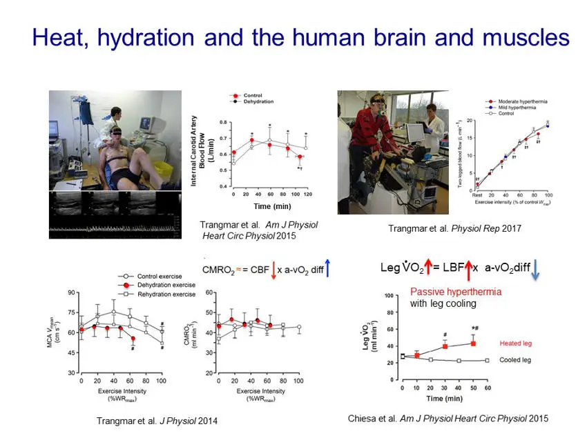 Hydration brain muscles and fatigue