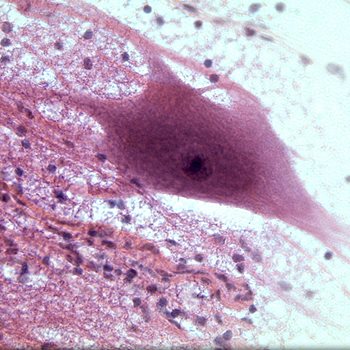 Nerve tissue
