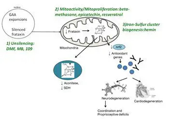 the most effective molecules for the physiological rescue of function