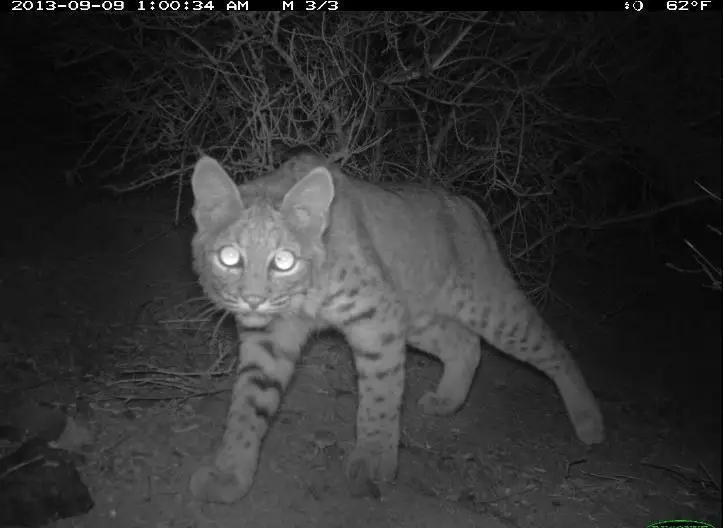 tiger at night