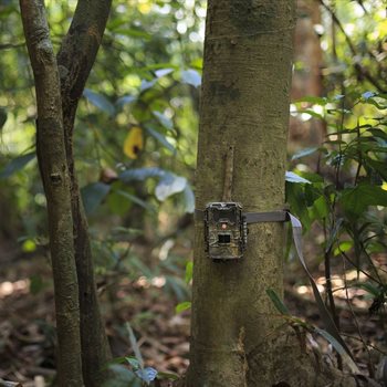 A deep learning model for global camera trap labelling